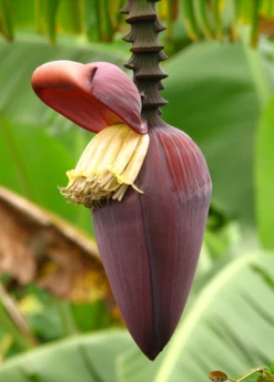 Banana 'Grand Nain' (Musa Acuminata) -Hot Sale Sow Exotic Store bananafruittreesowexoticnursery 7