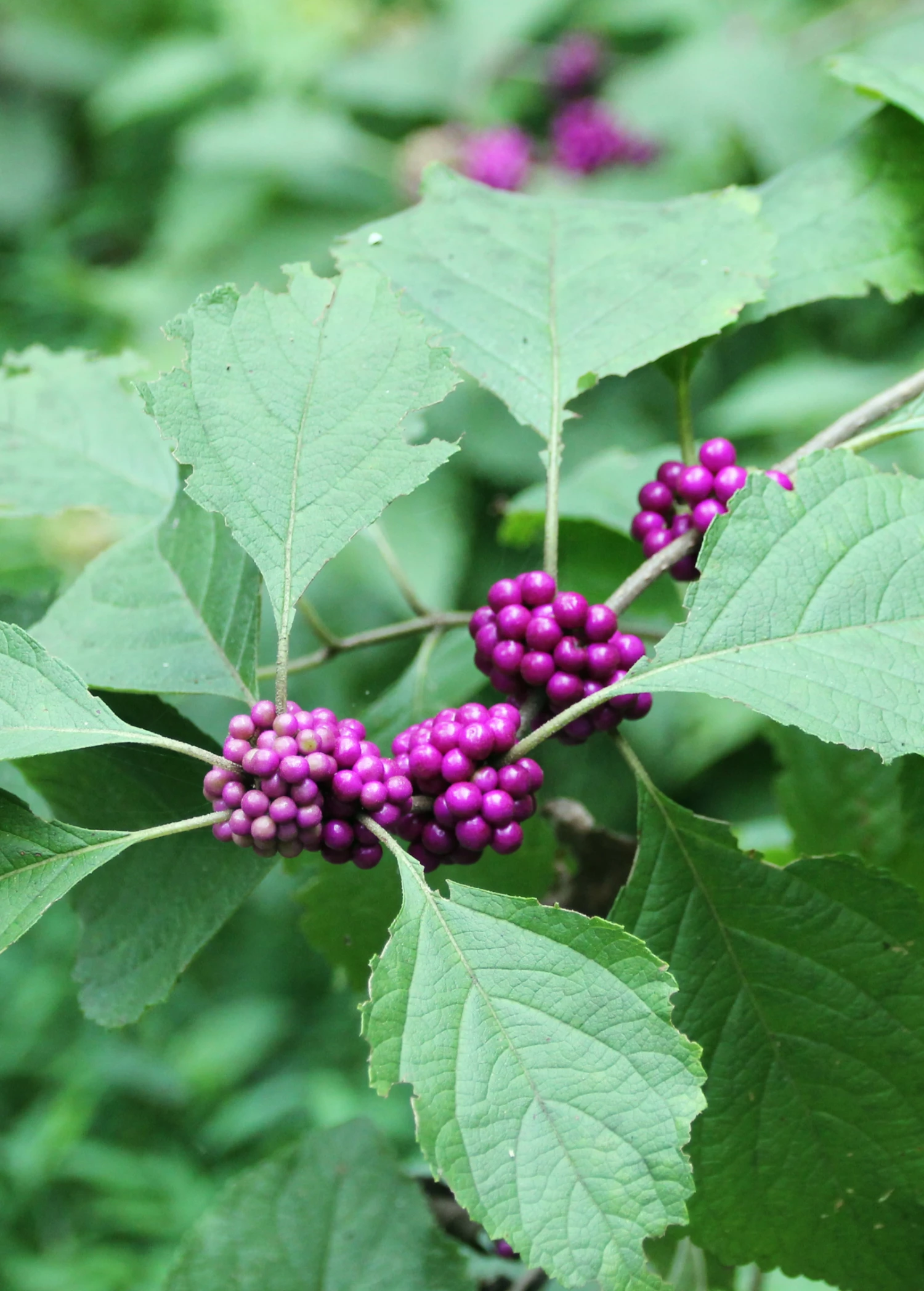 Beautyberry (Callicarpa Americana) 1 Beautyberry (Callicarpa Americana)