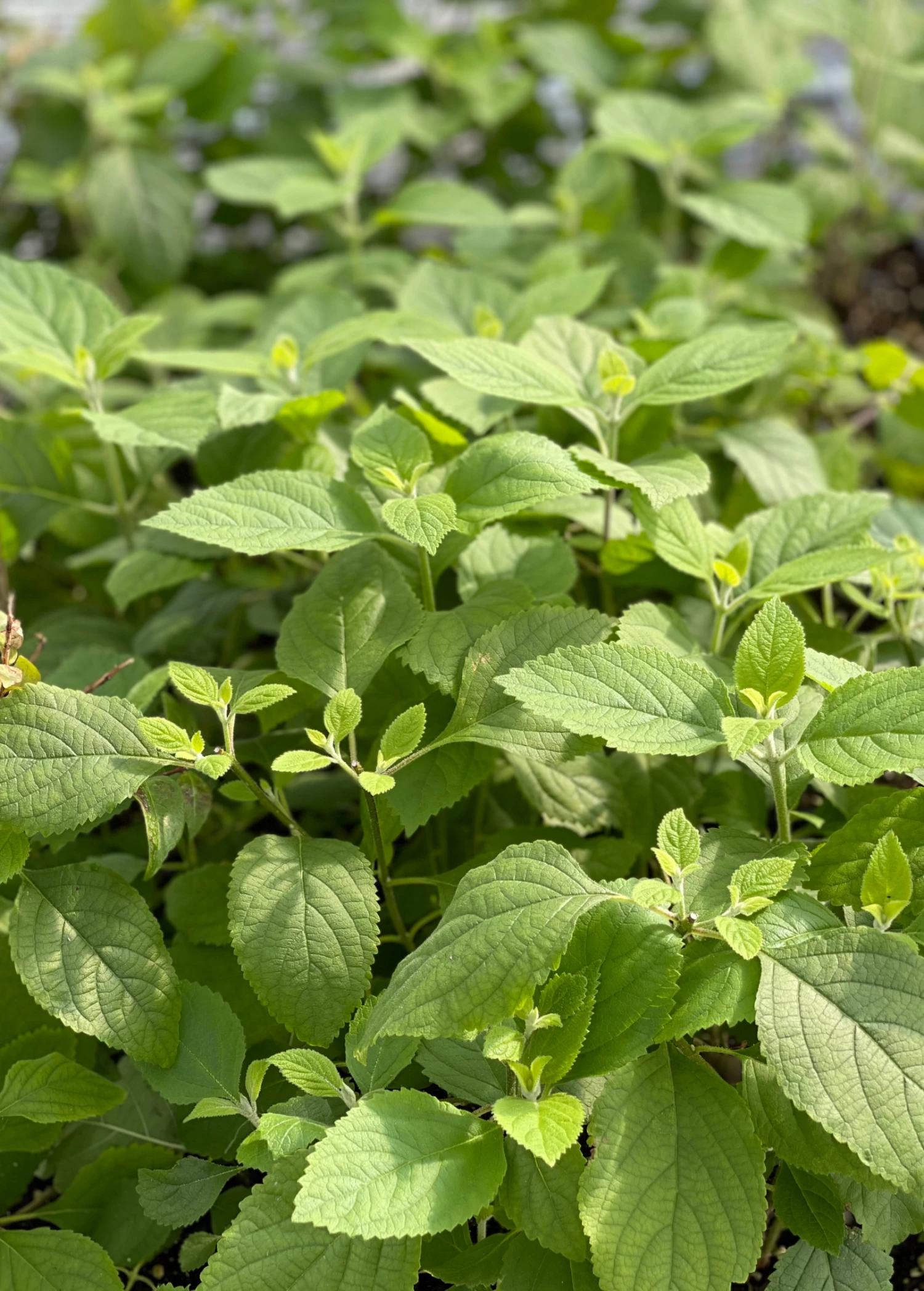 Beautyberry (Callicarpa Americana) 2 Beautyberry (Callicarpa Americana) - Image 2