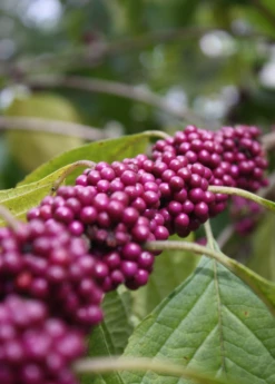 Beautyberry (Callicarpa Americana) 6 Beautyberry (Callicarpa Americana) -Hot Sale Sow Exotic Store beautyberrysowexotic