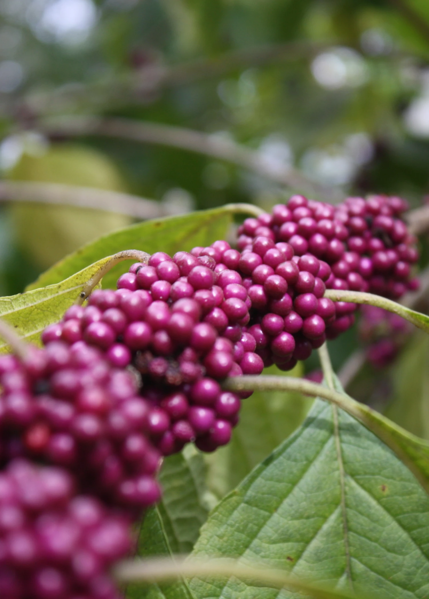 Beautyberry (Callicarpa Americana) 3 Beautyberry (Callicarpa Americana) - Image 3