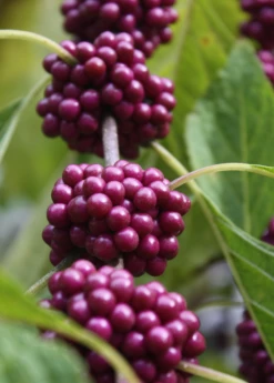 Beautyberry (Callicarpa Americana) 7 Beautyberry (Callicarpa Americana) -Hot Sale Sow Exotic Store beautyberrysowexotic 1