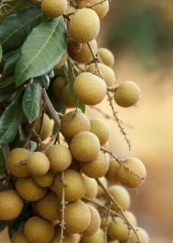 Longan, 'Biew Kiew' (Dimocarpus Longan) 6 Longan, 'Biew Kiew' (Dimocarpus Longan) -Hot Sale Sow Exotic Store biewkiewlongansowexoticnursery