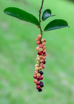 Bignay (Antidesma Bunius) -Hot Sale Sow Exotic Store bignayAntidesmabuniuslivesowexotic 2