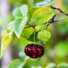 Grafted Black Surinam Cherry (Eugenia Uniflora)