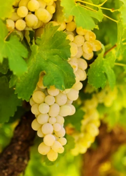 Grape 'Blanc Du Bois' (Vitis Vinifera)