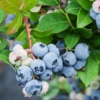Blueberry 'Sunshine Blue' (Vaccinium Corymbosum)