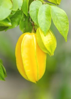 Star Fruit 'Kajang' (Averrhoa Carambola) -Hot Sale Sow Exotic Store carambolastartfruitsowexoticplantNursery 3 654ea20f 4495 499e b92b 58454b8998c8