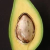 Avocado 'Catalina' (Persia Americana)