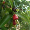 Cherry Of The Rio Grande (Eugenia Involucrata)