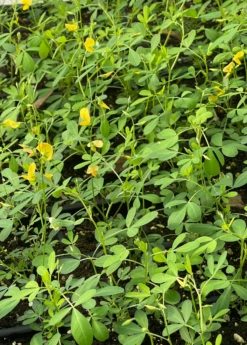 Chipilín (Crotalaria Longirostrata) -Hot Sale Sow Exotic Store chipilinsowexotic 3