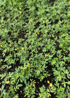 Chipilín (Crotalaria Longirostrata) -Hot Sale Sow Exotic Store chipilinsowexotic 4