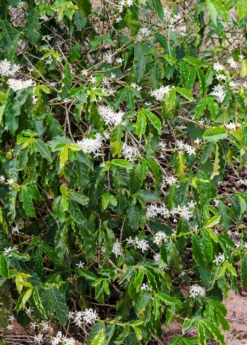 Coffee (Coffea Arabica) -Hot Sale Sow Exotic Store coffeearabica