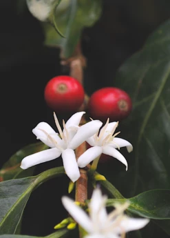 Coffee (Coffea Arabica) -Hot Sale Sow Exotic Store coffeeplantsowexotic 1
