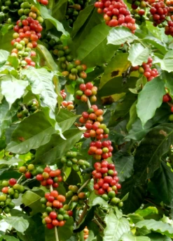 Coffee (Coffea Arabica) -Hot Sale Sow Exotic Store coffeeplantsowexotic 2