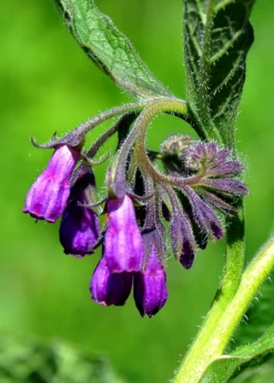 Comfrey (Symphytum Uplandicum) 6 Comfrey (Symphytum Uplandicum) -Hot Sale Sow Exotic Store comfrey flower buds 1610px X 2250px