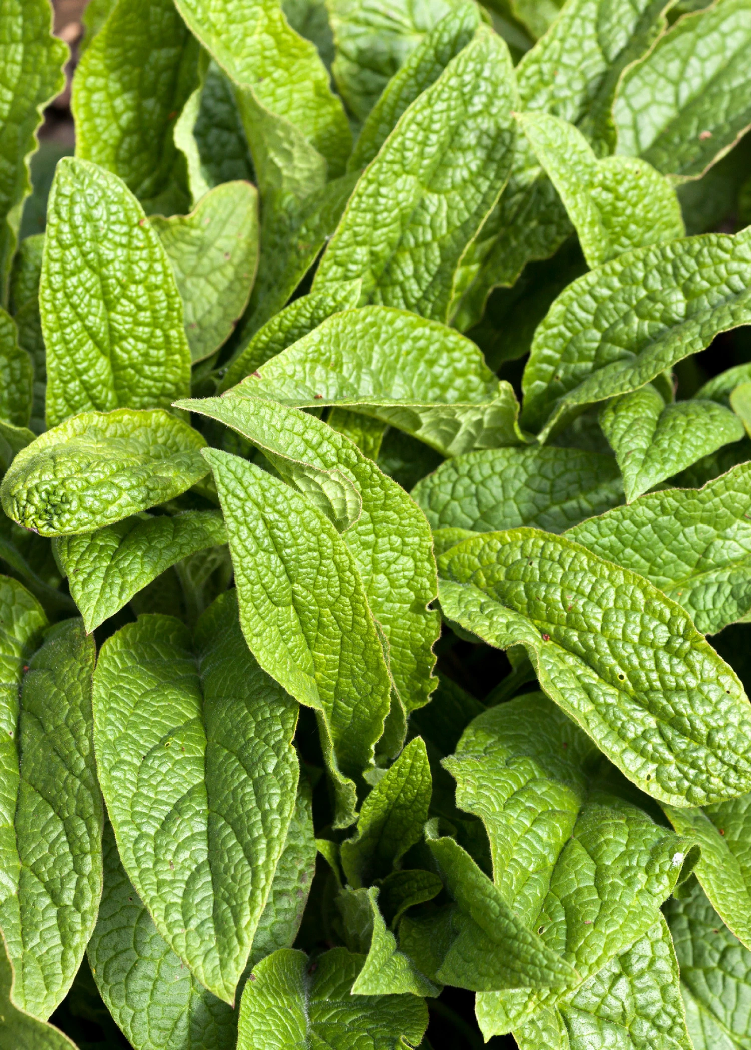 Comfrey (Symphytum Uplandicum) 2 Comfrey (Symphytum Uplandicum) - Image 2