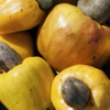 Cashew, Yellow (Anacardium Occidentale)