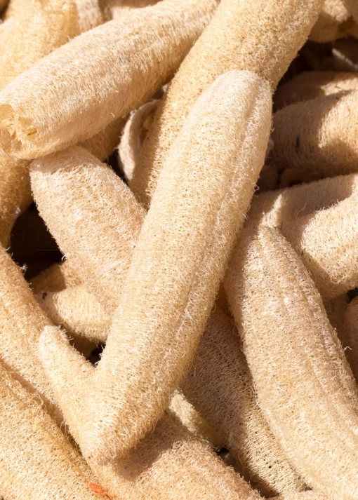 Loofah Gourd (Luffa Aegyptiaca) -Hot Sale Sow Exotic Store dried loofah luffa gourd