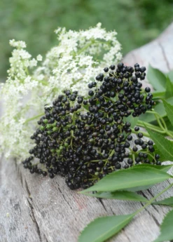 Elderberry, Florida Native (Sambucus Canadensis) -Hot Sale Sow Exotic Store elberberry and elderflower