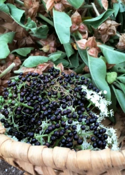 Elderberry, Florida Native (Sambucus Canadensis) -Hot Sale Sow Exotic Store elberberry and elderflower with ashwaghanda