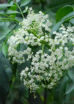 Elderberry, Florida Native (Sambucus Canadensis) -Hot Sale Sow Exotic Store elderflower on theplant