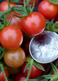 Everglades Tomato (Solanum Pimpinellifolium) -Hot Sale Sow Exotic Store everglades tomatoes sow exotic