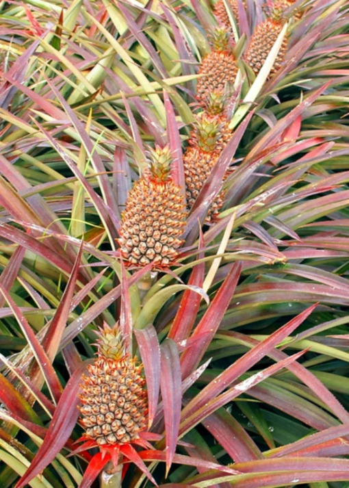 Pineapple 'Florida Special' (Ananas Comosus) -Hot Sale Sow Exotic Store floridaspecialspinelesspineapplesowexotic