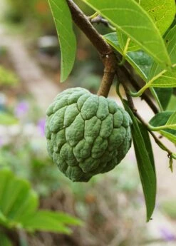Sugar Apple 'Thai Lessard' (Annona Squamosa L) -Hot Sale Sow Exotic Store fresh green Sugar Apple fruit in nature garden 195d8472 7b7e 4d0a 976c 15b14aaced55