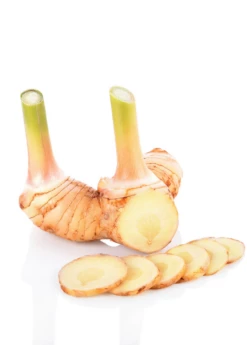 Greater Galangal (Alpinia Galanga) -Hot Sale Sow Exotic Store galangal root cut