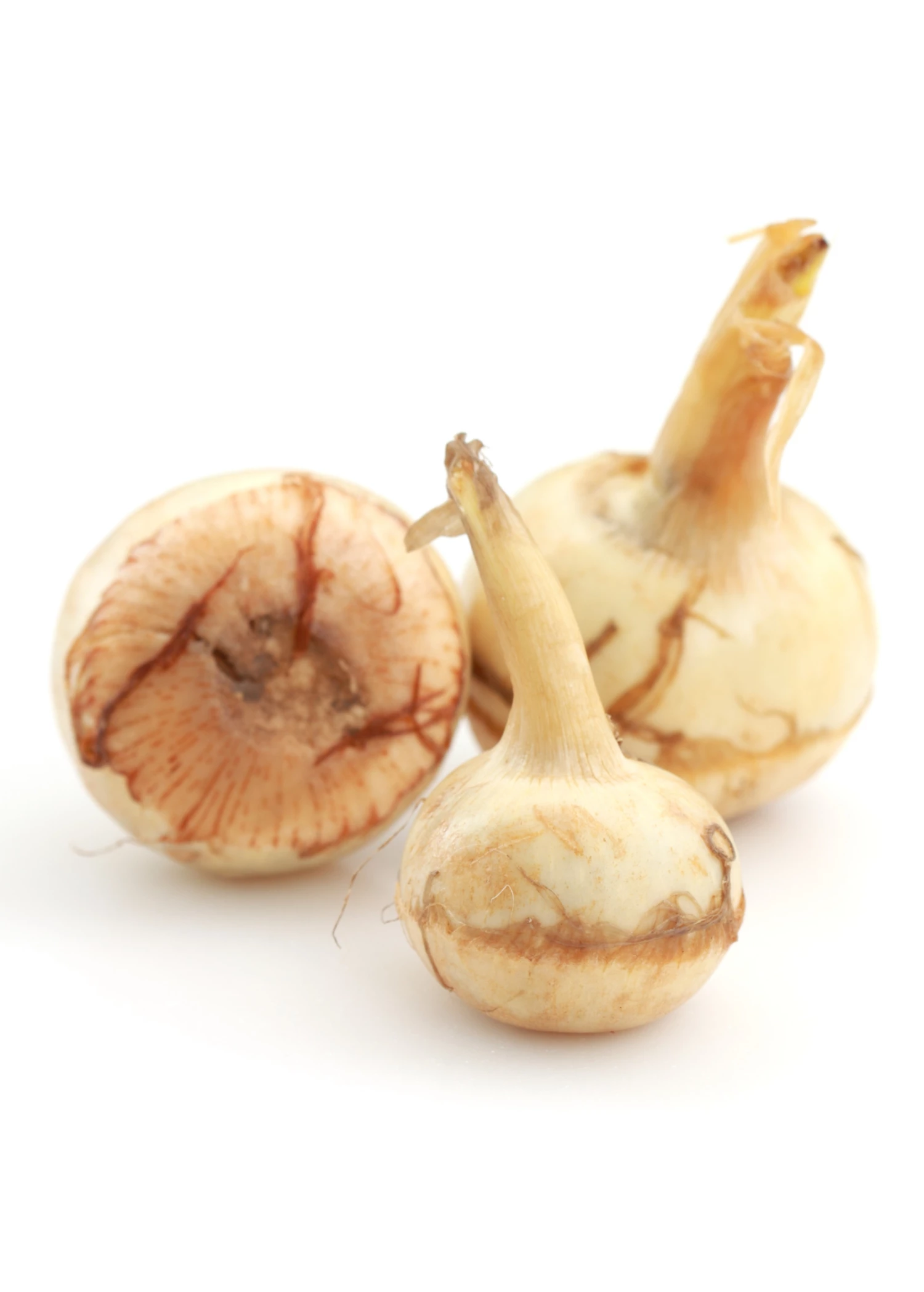 Guinea Arrowroot (Calathea Allouia) 1 Guinea Arrowroot (Calathea Allouia)