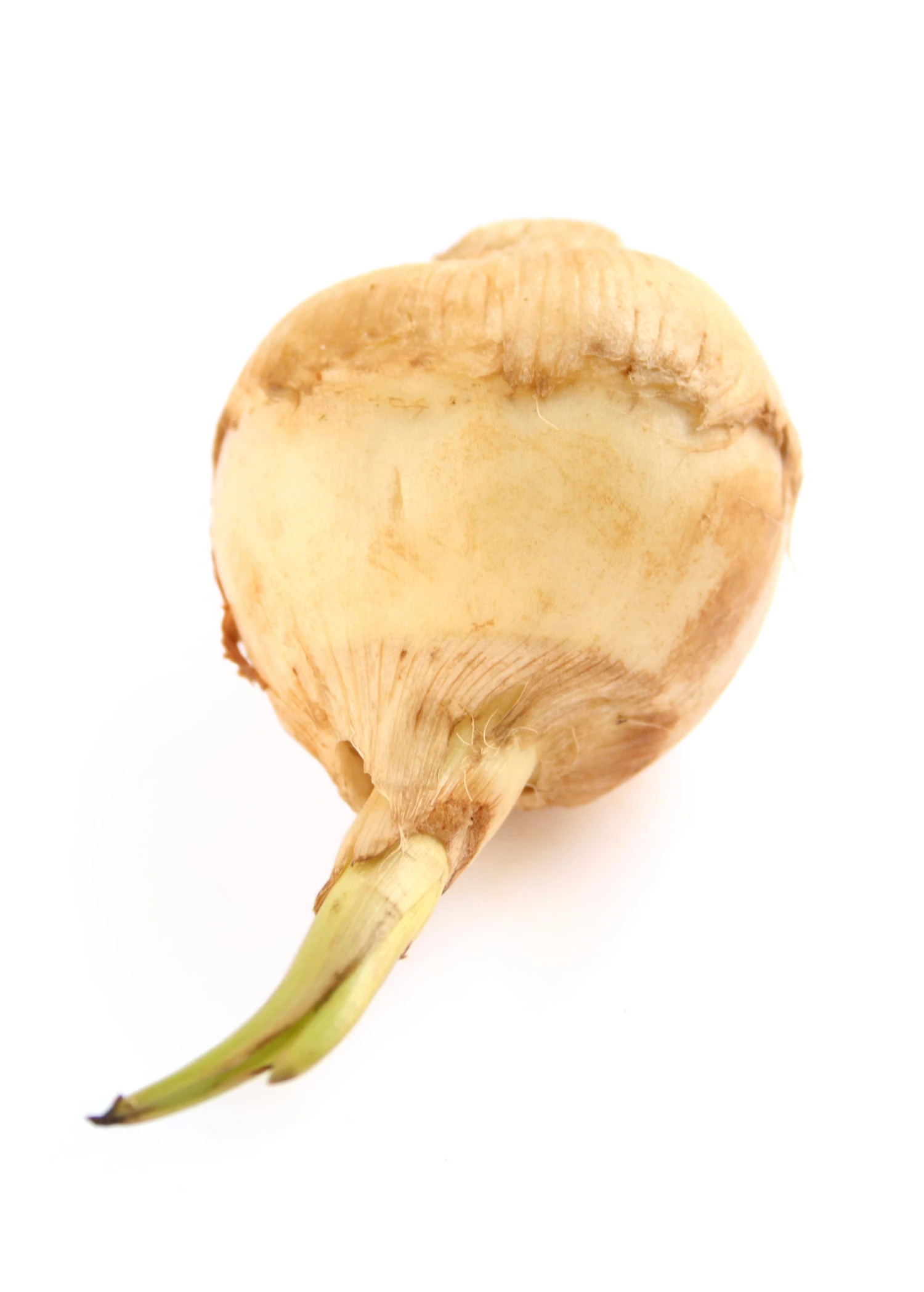 Guinea Arrowroot (Calathea Allouia) 2 Guinea Arrowroot (Calathea Allouia) - Image 2