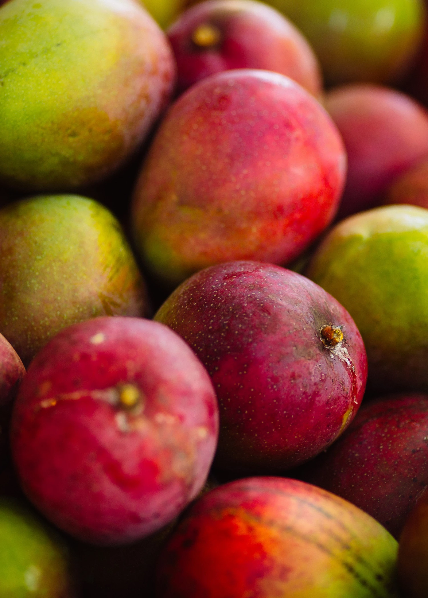 Mango 'Haden' (Mangifera Indica) 4 Mango 'Haden' (Mangifera Indica) - Image 4