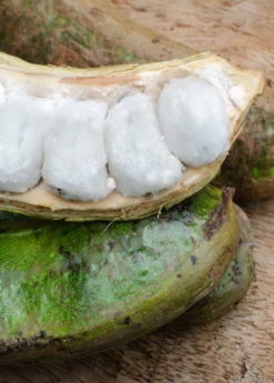 Ice Cream Bean (Inga Edulis) -Hot Sale Sow Exotic Store icecreambeansowexotic 0a273b06 52f6 4a72 8d30 36ed2646dad8