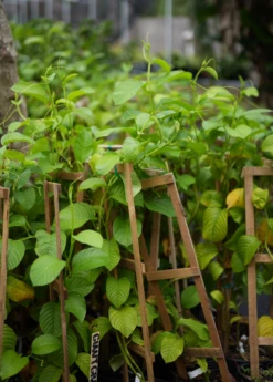 Giant Granadilla (Passiflora Quadrangularis L.) -Hot Sale Sow Exotic Store image 0f96d5a9 a669 4fbe 92d3 05139b4a7144