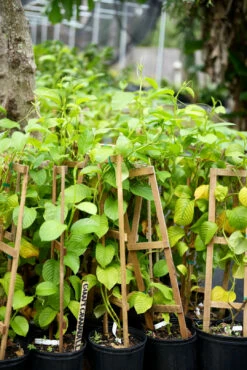 Giant Granadilla (Passiflora Quadrangularis L.) -Hot Sale Sow Exotic Store image 27e3d0c7 bd71 461c 9d5b 443c535f3a7c