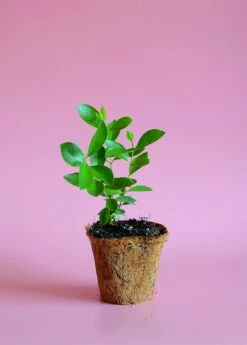 Guava, Strawberry (Psidium Cattleianum) -Hot Sale Sow Exotic Store image 4c67b4bb d8b2 4177 be3b 75ebe5035d2f