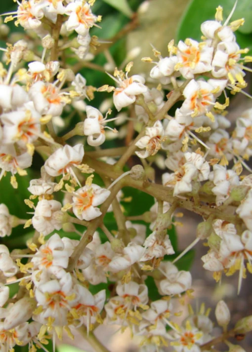 Marlberry (Ardisia Squamulosa) -Hot Sale Sow Exotic Store image 5e1b6efd 9c4c 4b6f 8f0c 299b0e54dcc0