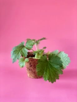 Siberian Motherwort (Leonurus Sibiricus) -Hot Sale Sow Exotic Store image 7b0926f1 f45c 4fdb b85f 38451e3b16a3