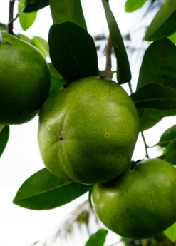 Black Sapote ‘Wilson’ (Diospyros Nigra) -Hot Sale Sow Exotic Store image b6730905 98c4 49e4 bcfe 5344d879a940