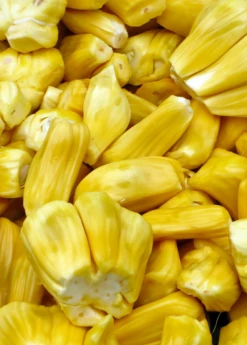 Jackfruit 'Golden Nugget' (Artocarpus Heterophyllus) -Hot Sale Sow Exotic Store jackfruit fruit product f32e97d0 be9c 4b81 a062 813fa336bce3