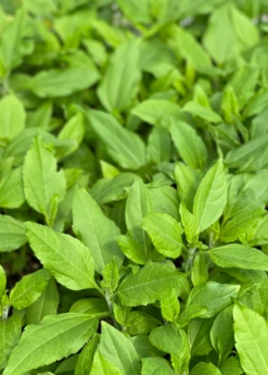 Jerusalem Artichoke (Helianthus Tubersosus) -Hot Sale Sow Exotic Store jerusalemartichokePlantSowExotic 1