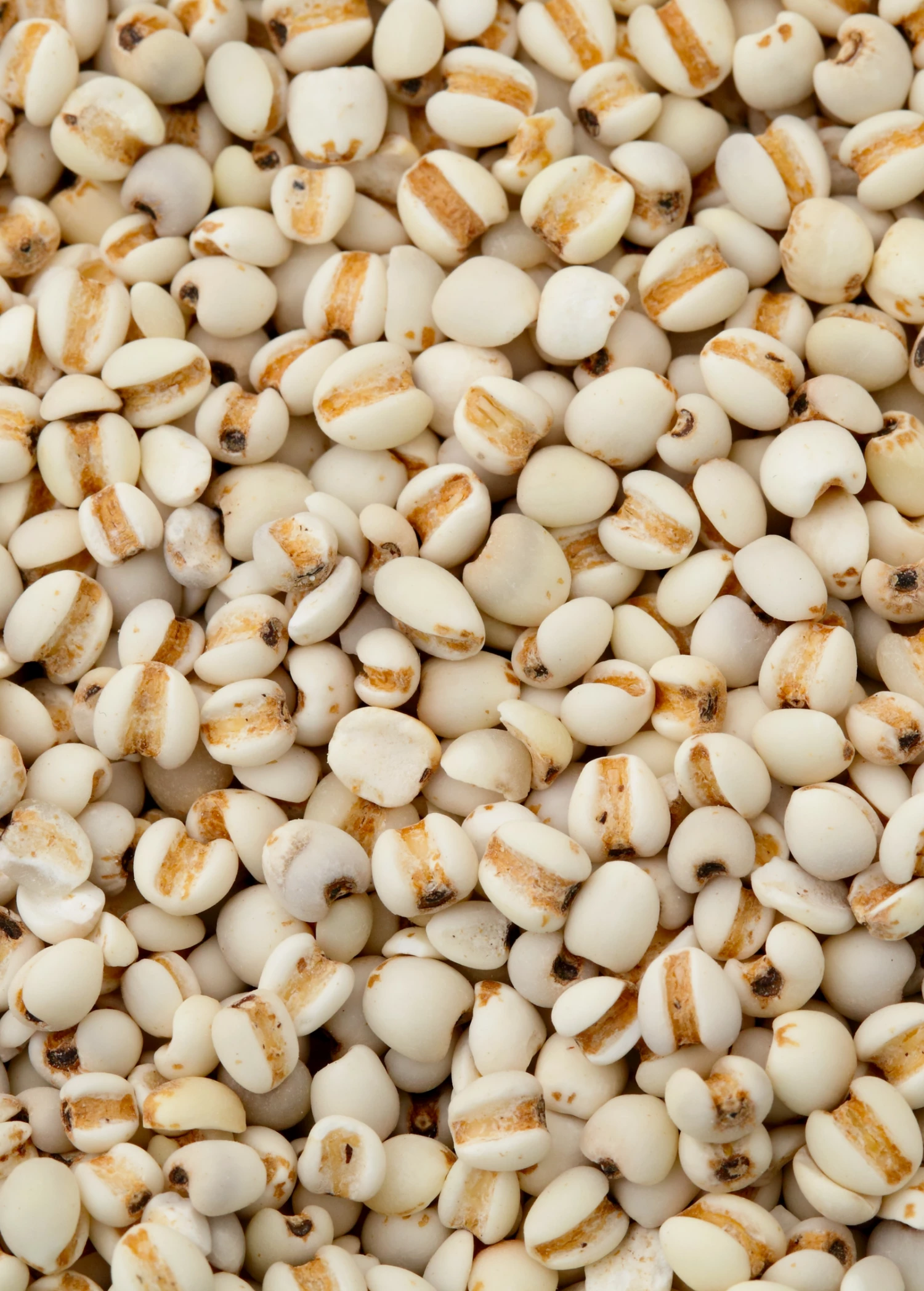 Job's Tears (Coix Lacryma-jobi) 2 Job's Tears (Coix Lacryma-jobi) - Image 2