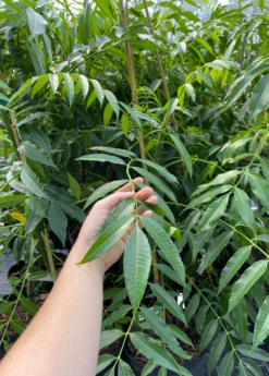 June Plum (Spondias Dulcis) -Hot Sale Sow Exotic Store juneplumsowexotic