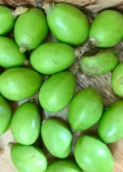June Plum (Spondias Dulcis) -Hot Sale Sow Exotic Store juneplymsowexotic
