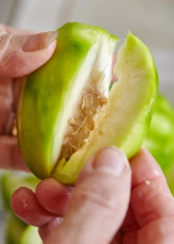 June Plum (Spondias Dulcis) -Hot Sale Sow Exotic Store juneplymsowexotic 2