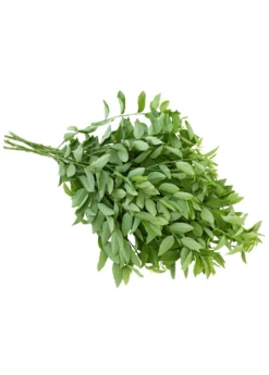 Katuk (Sauropus Androgynus) -Hot Sale Sow Exotic Store katuk leaves