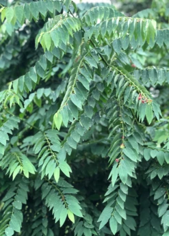 Katuk (Sauropus Androgynus) -Hot Sale Sow Exotic Store katukculinaryherbmedicinalherbsowexotic