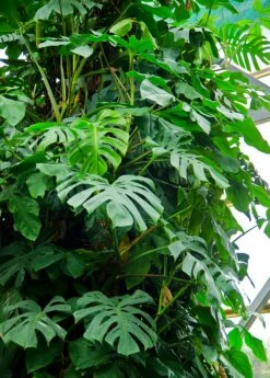 Monstera Deliciosa, Swiss Cheese Plant 13 Monstera Deliciosa, Swiss Cheese Plant -Hot Sale Sow Exotic Store large monstera vine plant