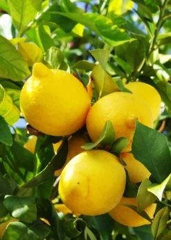 Lisbon Lemon (Citrus × Limon)